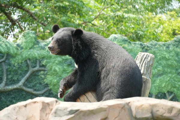 Découvrez où vivre un safari en Afrique inoubliable