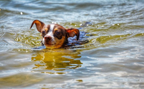 Comment débuter comme spécialiste en publicité en ligne ?